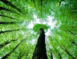 La Nature. Notre capital le plus précieux au monde.