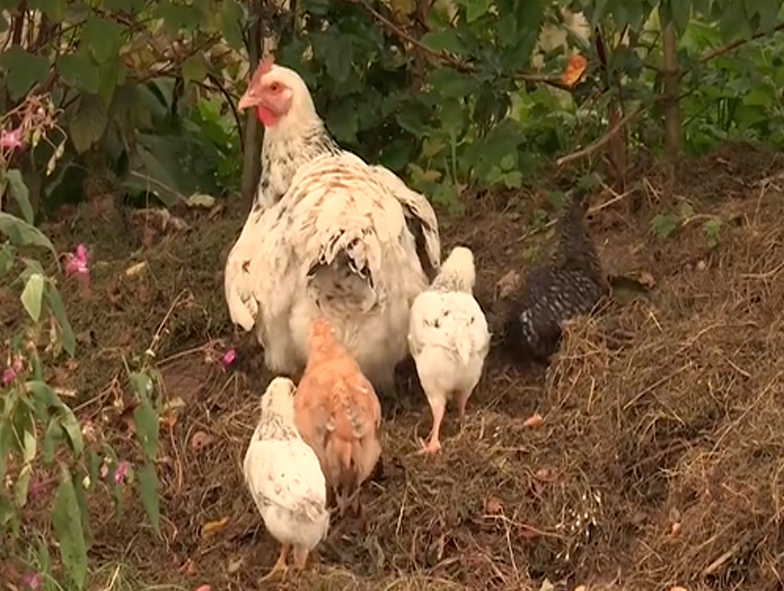 La permaculture : Guérir la terre, nourrir les Hommes…