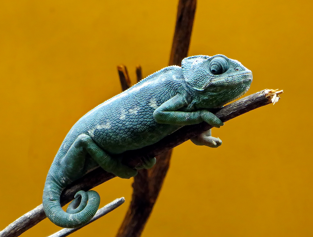 🎭 Cette gestion flexible n'est ni Bear, ni Bull mais…