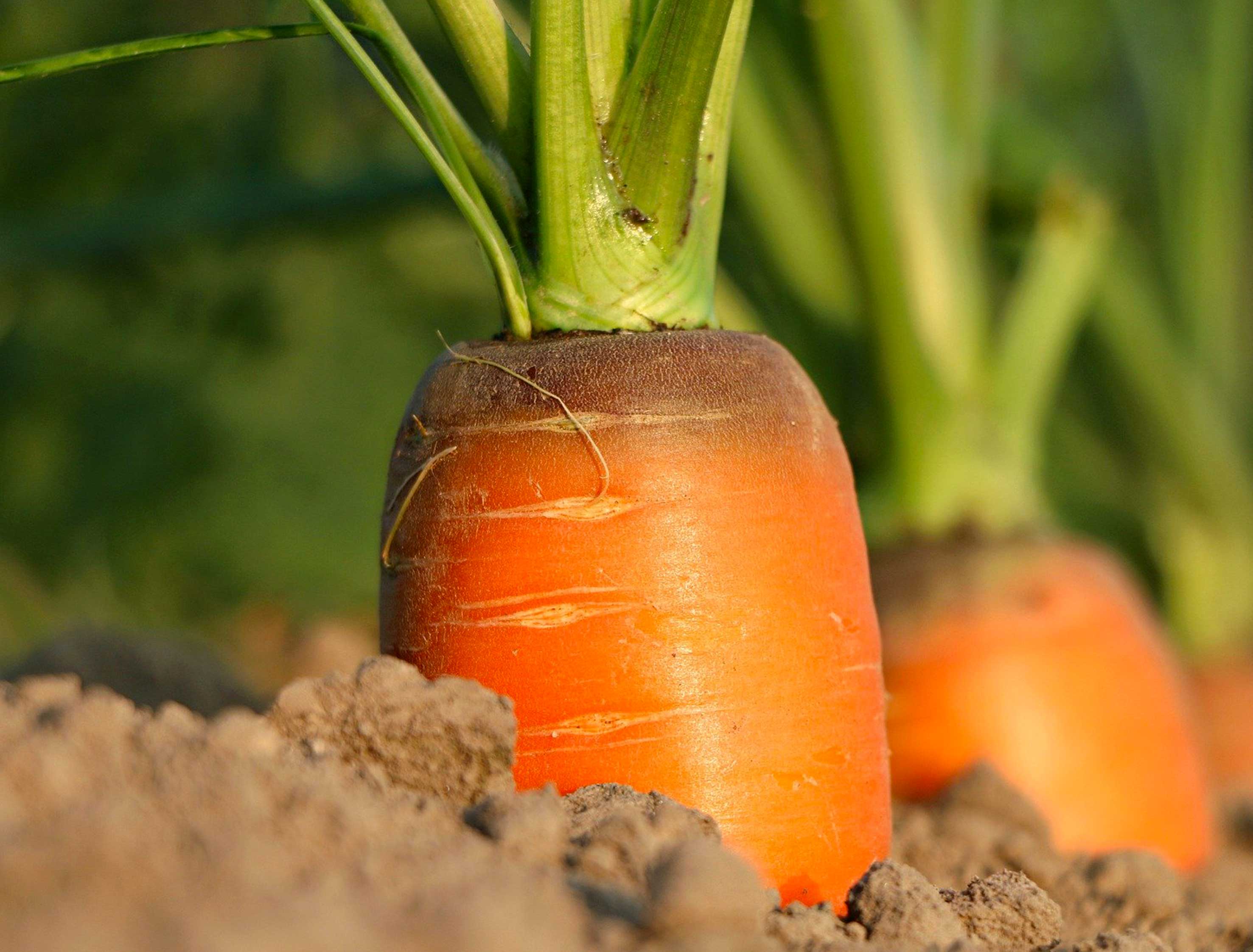 🍽  L’investissement de la fourche à la fourchette...