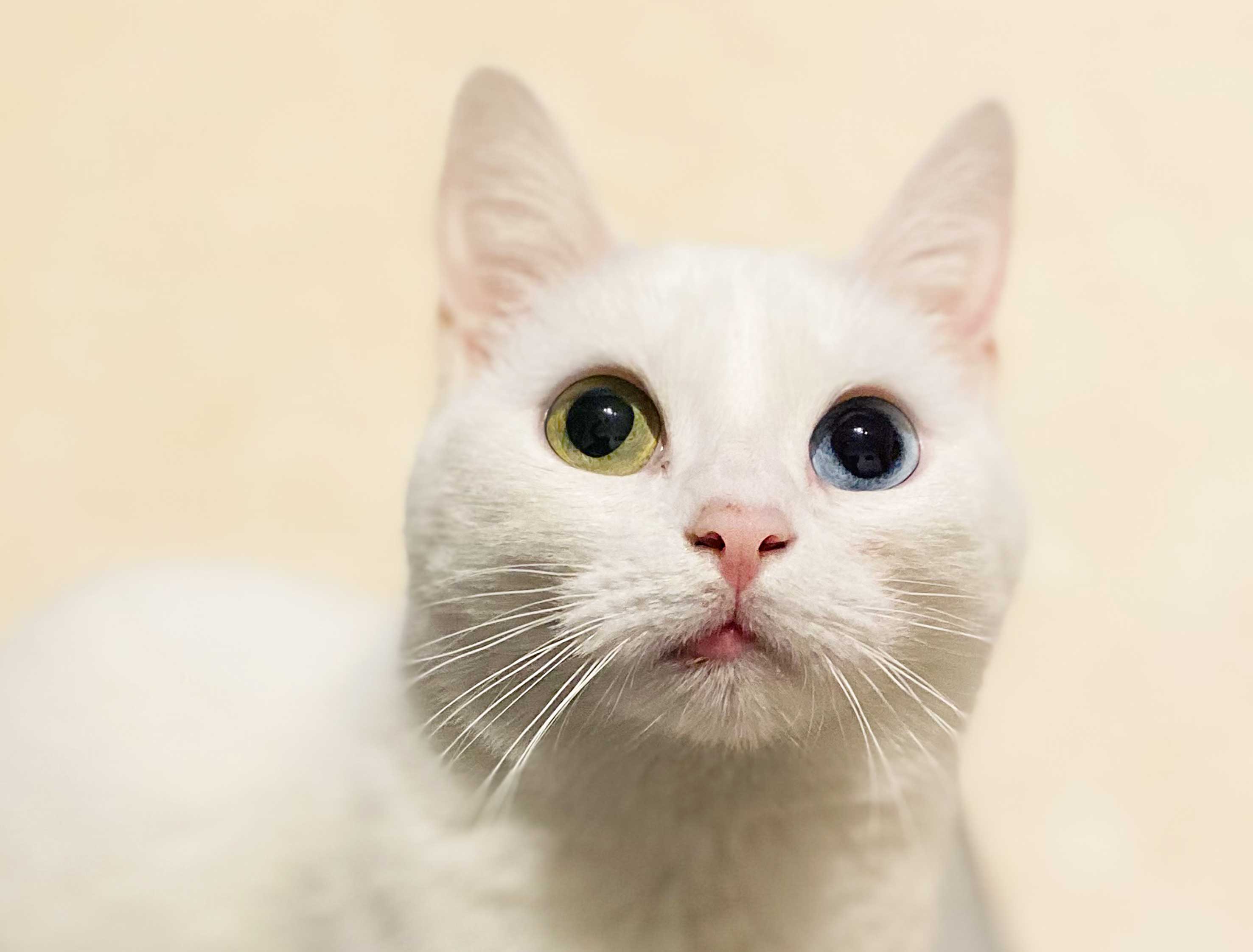 🧩 Rares ou inédites : 10 thématiques d'investissement originales pour l'épargne de vos clients…